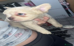 French Bulldog dogs for sale: Fluffy Frenchbulldogs  - Image 5