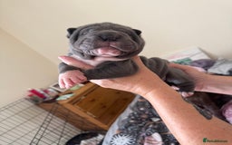 Shar Pei dogs for sale: Blue & White Shar pei  - Image 5