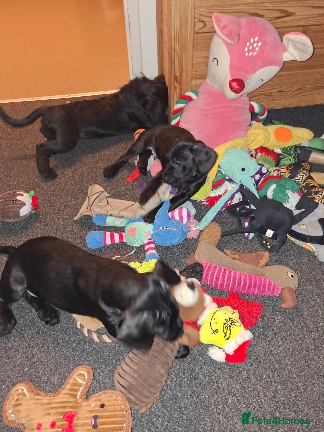 Mixed Breed dogs for sale: Miniature Poodle cross french bulldog puppies  - Advert 26