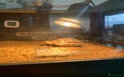 Hermann Tortoise reptiles for sale: Female Herman tortoise and home - Image 2