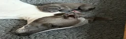 Italian Greyhound dogs for sale: 7/8 Italian Greyhound, 1/8 Whippet Puppies Due - Advert 10
