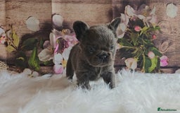 French Bulldog dogs for sale: Welcome to the Fluffy Crew 🥰 - Advert 8