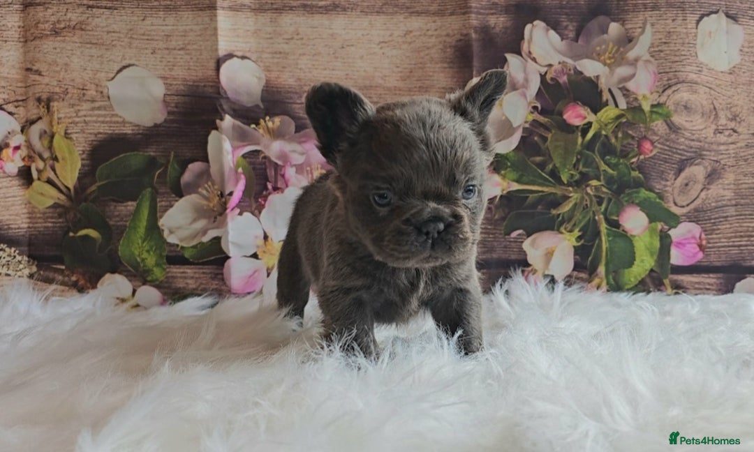 French Bulldog dogs for sale: Welcome to the Fluffy Crew 🥰 - Advert 8