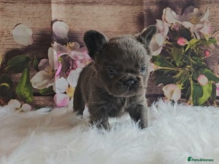 French Bulldog dogs Welcome to the Full Fluffy Crew. NO PAYMENT PLANS! - Advert 5