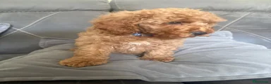 Cavapoo Puppy 2
