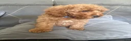 Cavapoo dogs for sale: Beautiful cavapoo puppies ready now  - Advert 8