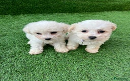 Poodle dogs for sale: Poodles pups for forever home - Image 24