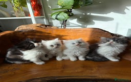 Persian cats for sale: BeautifulPersian Kittens - Image 9