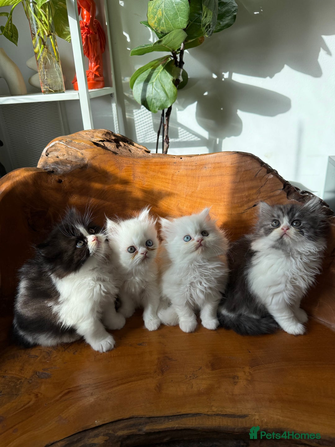 Persian cats for sale: BeautifulPersian Kittens - Image 9