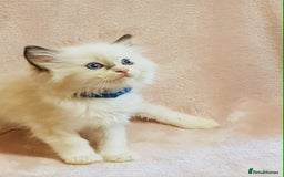 Ragdoll cats for sale: Ragdoll kittens - Image 8
