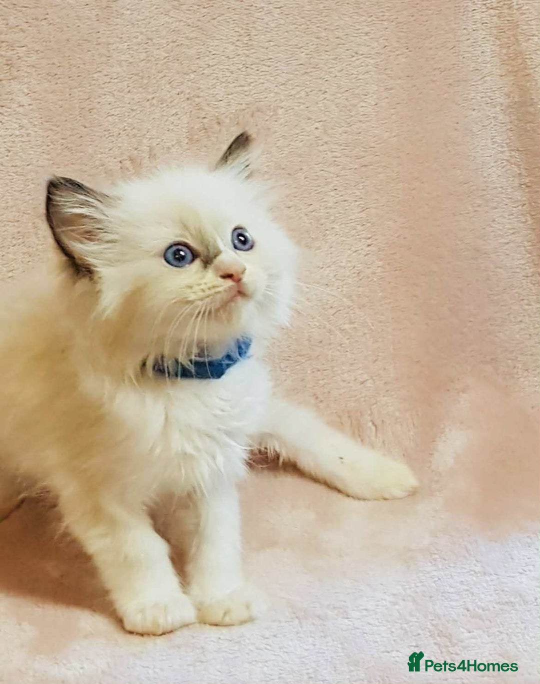 Ragdoll cats for sale: Ragdoll kittens - Image 8