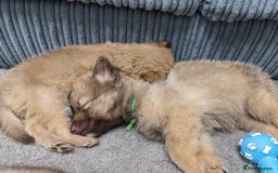 Mixed Breed dogs for sale: Border collie x German shepherd puppies - Image 6