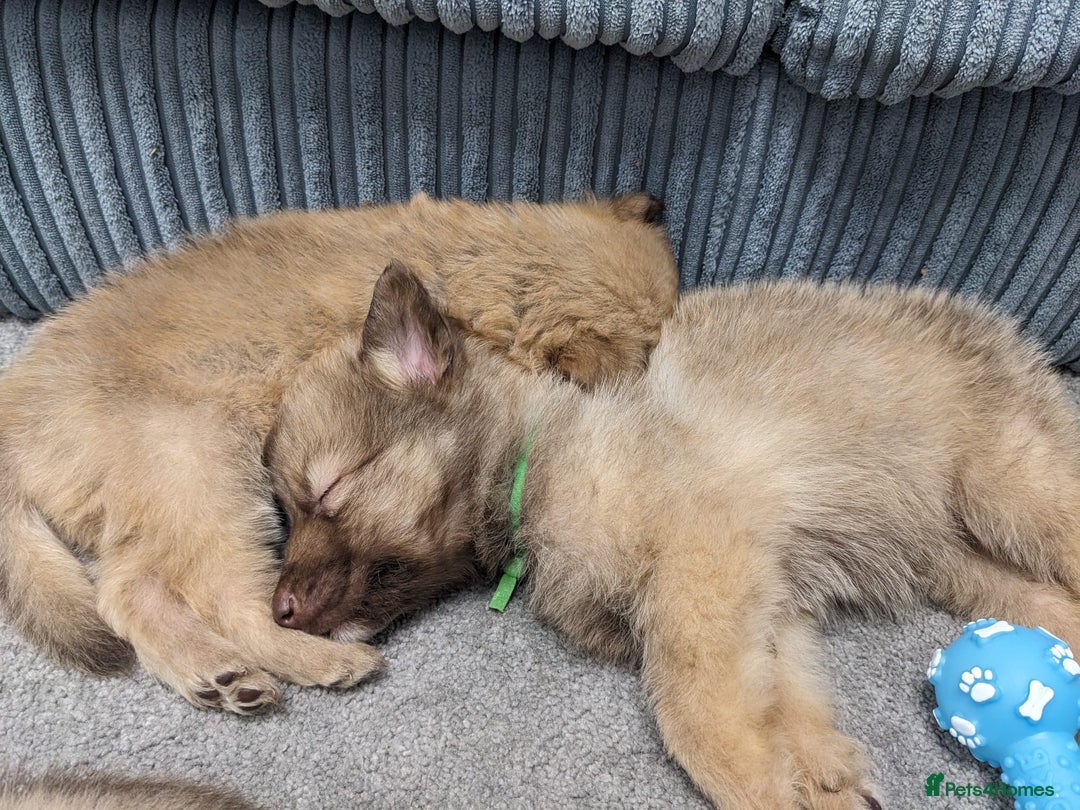 Mixed Breed dogs for sale: Border collie x German shepherd puppies - Image 6