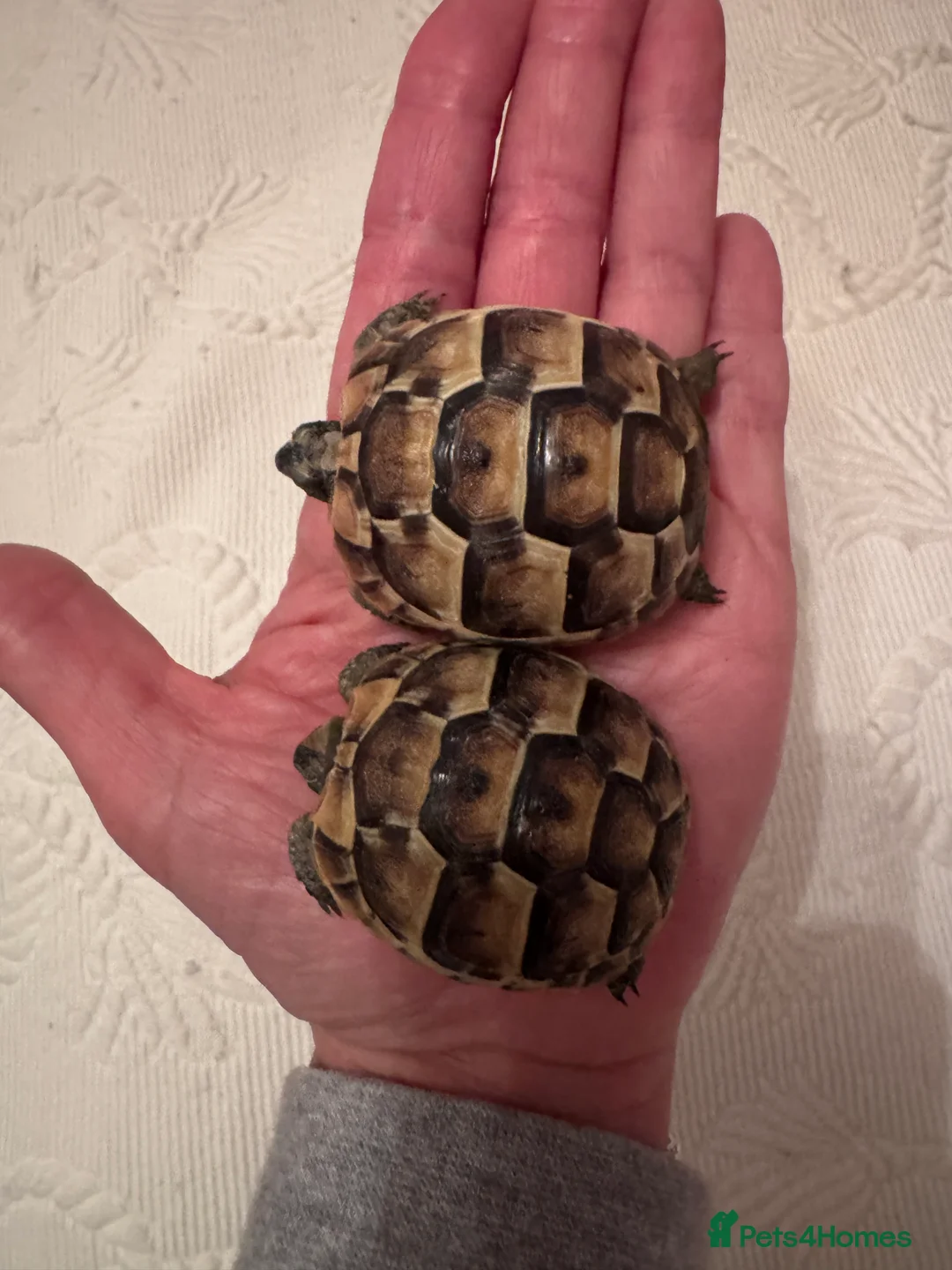 Tortoise reptiles for sale: Hatchling spur thigh tortoises  - Advert 6