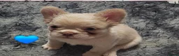 French Bulldog dogs for sale: Visual fluffy french bulldogs in Newcastle upon Tyne - Advert 6