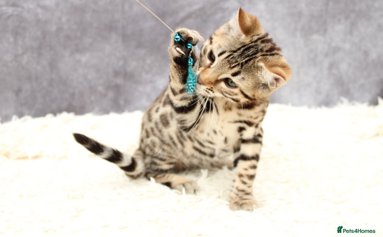 Bengal cats - Advert 14