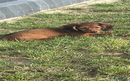 Miniature Dachshund dogs for sale: Miniature dachshund puppies  - Advert 14