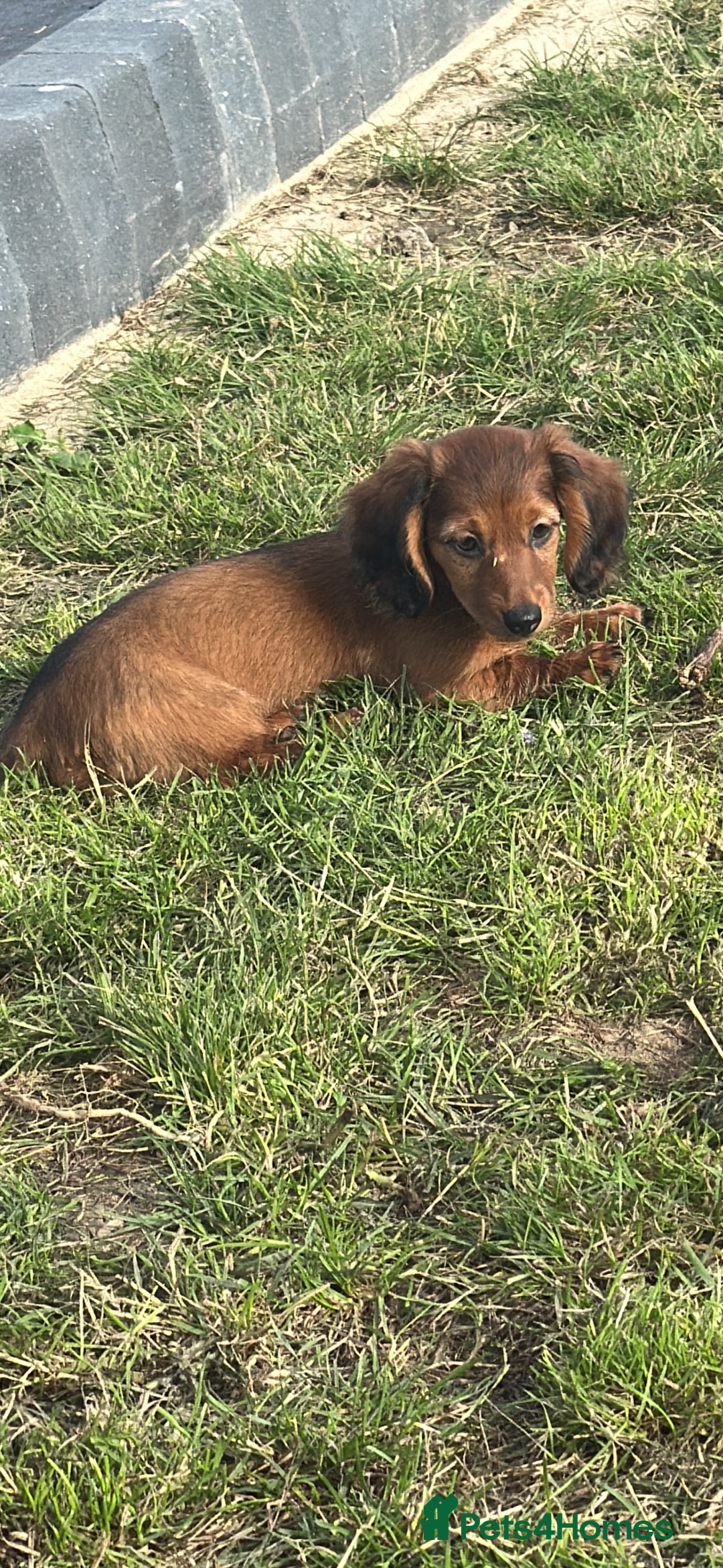 Miniature Dachshund dogs for sale: Miniature dachshund puppies  - Advert 14