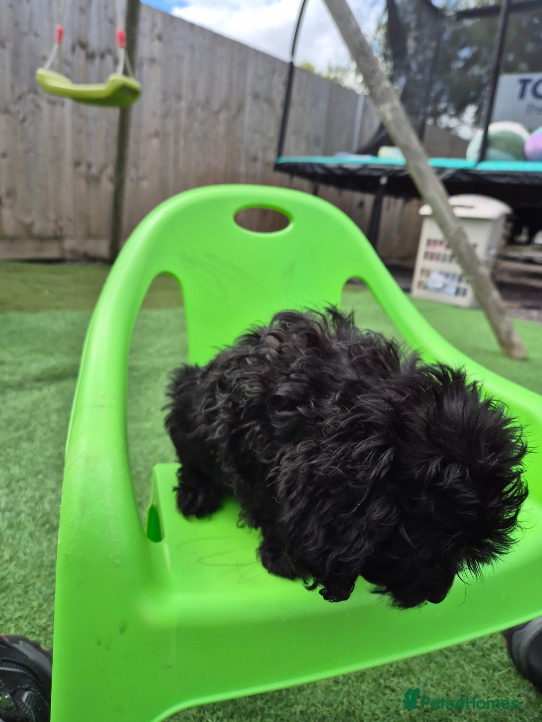 Cockapoo dogs for sale: F1 type cockepoos  - Image 8