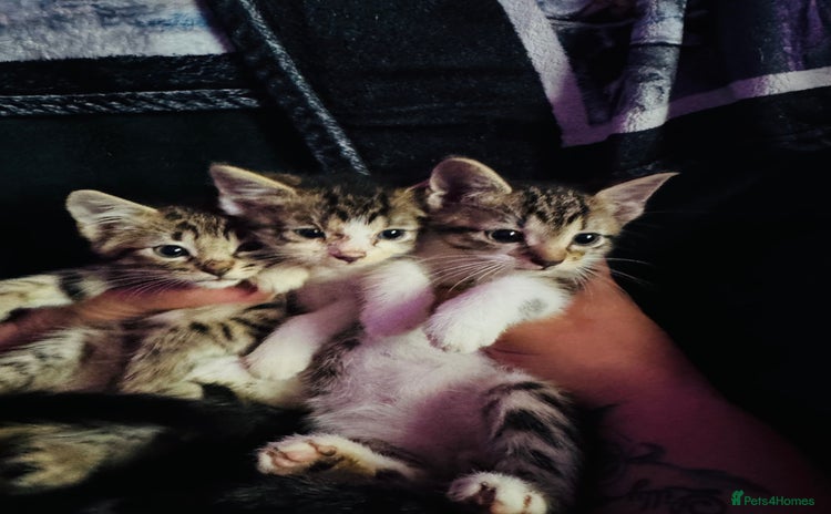 British Shorthair cats - Advert 2