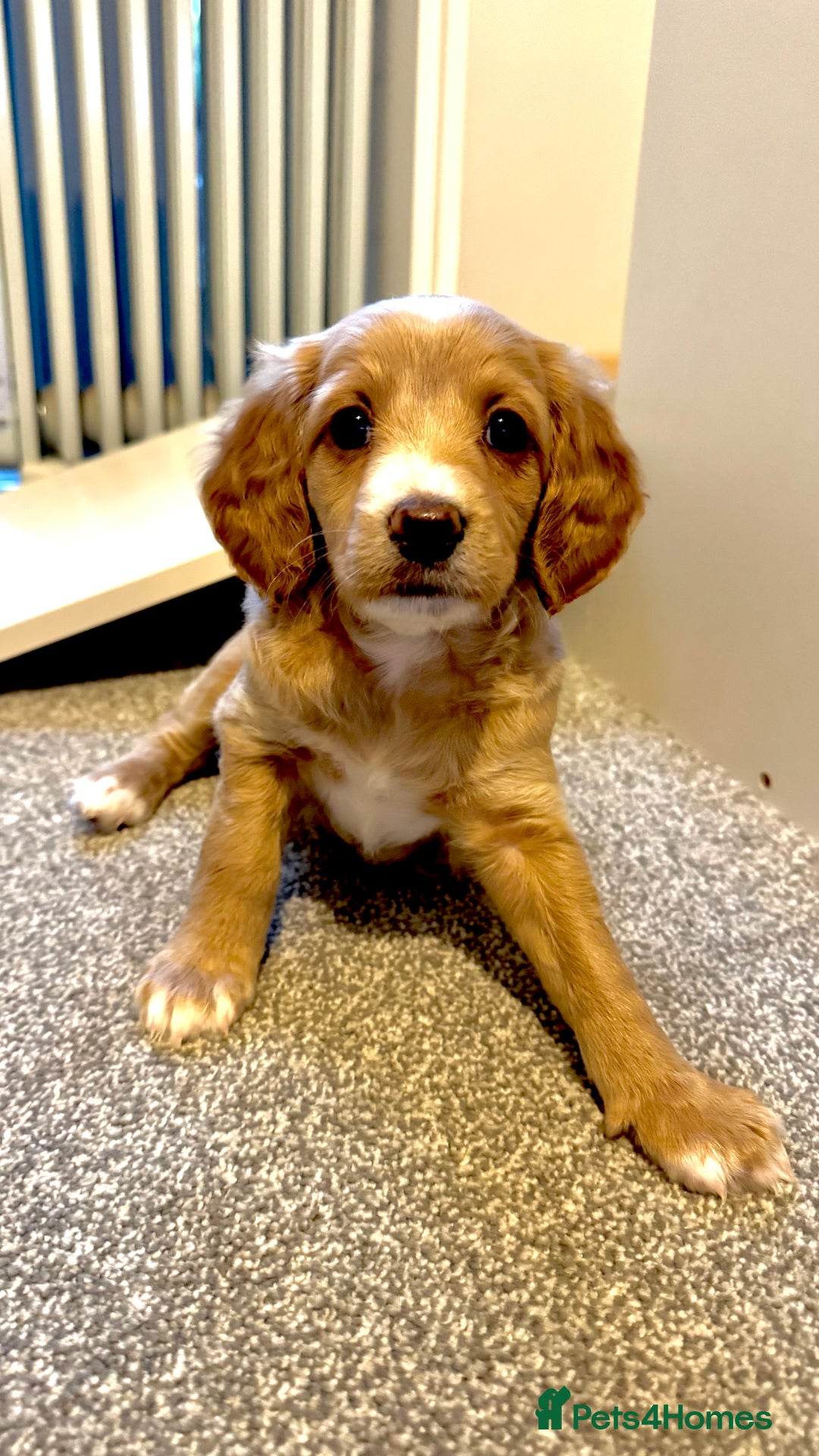 Cockapoo dogs for sale: Cockapoo x pups - Image 3