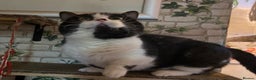 Munchkin cats for sale: Call center cat, TICA active registered munchkin - Advert 5