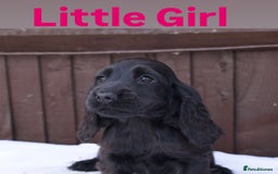 Cocker Spaniel dogs for sale: Exceptional litter of show type cocker spaniels - Image 6