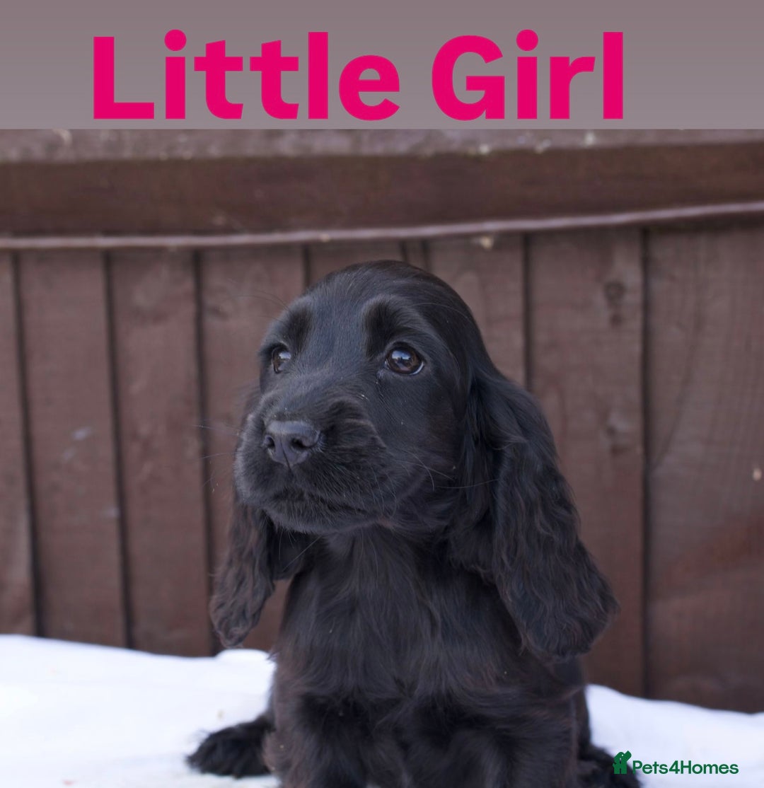 Cocker Spaniel dogs for sale: Exceptional litter of show type cocker spaniels - Image 6