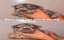French Bulldog dogs for sale: 7 fluffy French Bulldogs puppies - Image 5