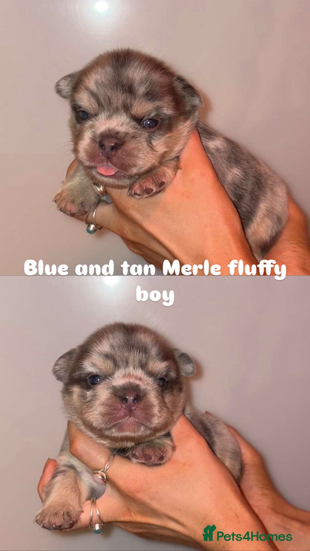 French Bulldog dogs for sale: 7 fluffy French Bulldogs puppies - Image 5