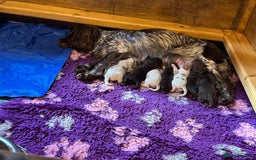 Cocker Spaniel dogs for sale: Cocker spaniel pups  - Image 7