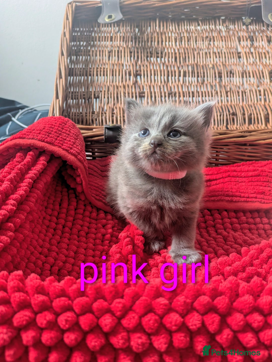 Ragdoll cats for sale: 5 beautiful kittens Ragdoll X Turkish  - Image 8