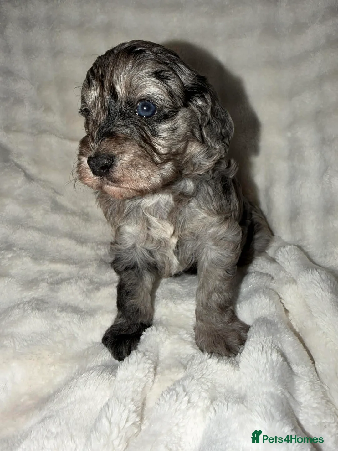 Cavapoo dogs for sale: Beautiful F1 Cavapoo rare merle puppies - Advert 9
