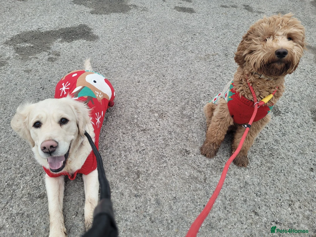 Goldendoodle dogs for sale: Gorgeous male Goldendoodle adorable boy - Advert 5