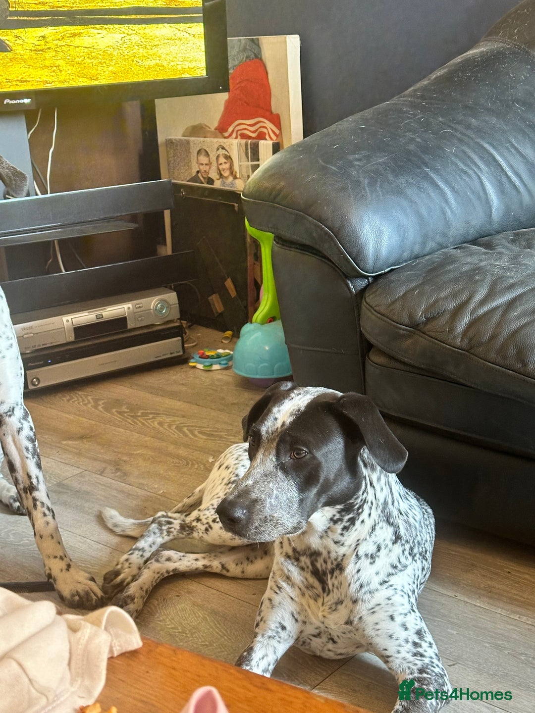 Mixed Breed dogs for sale: 2 male dogs  - Image 2