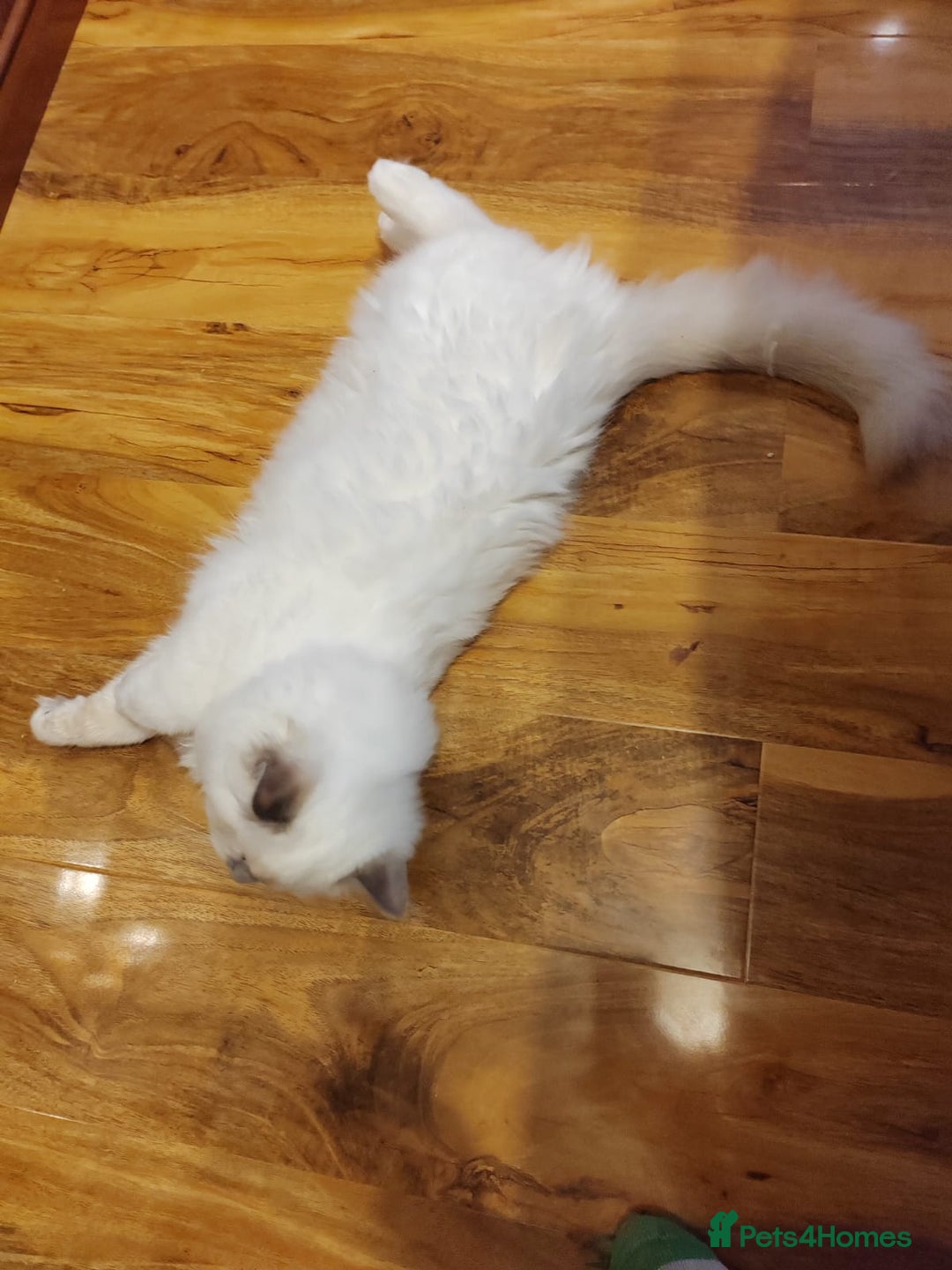 Ragdoll cats for sale: GCCF Registered Kittens*Ready to go*ONE BOY LEF* - Advert 8