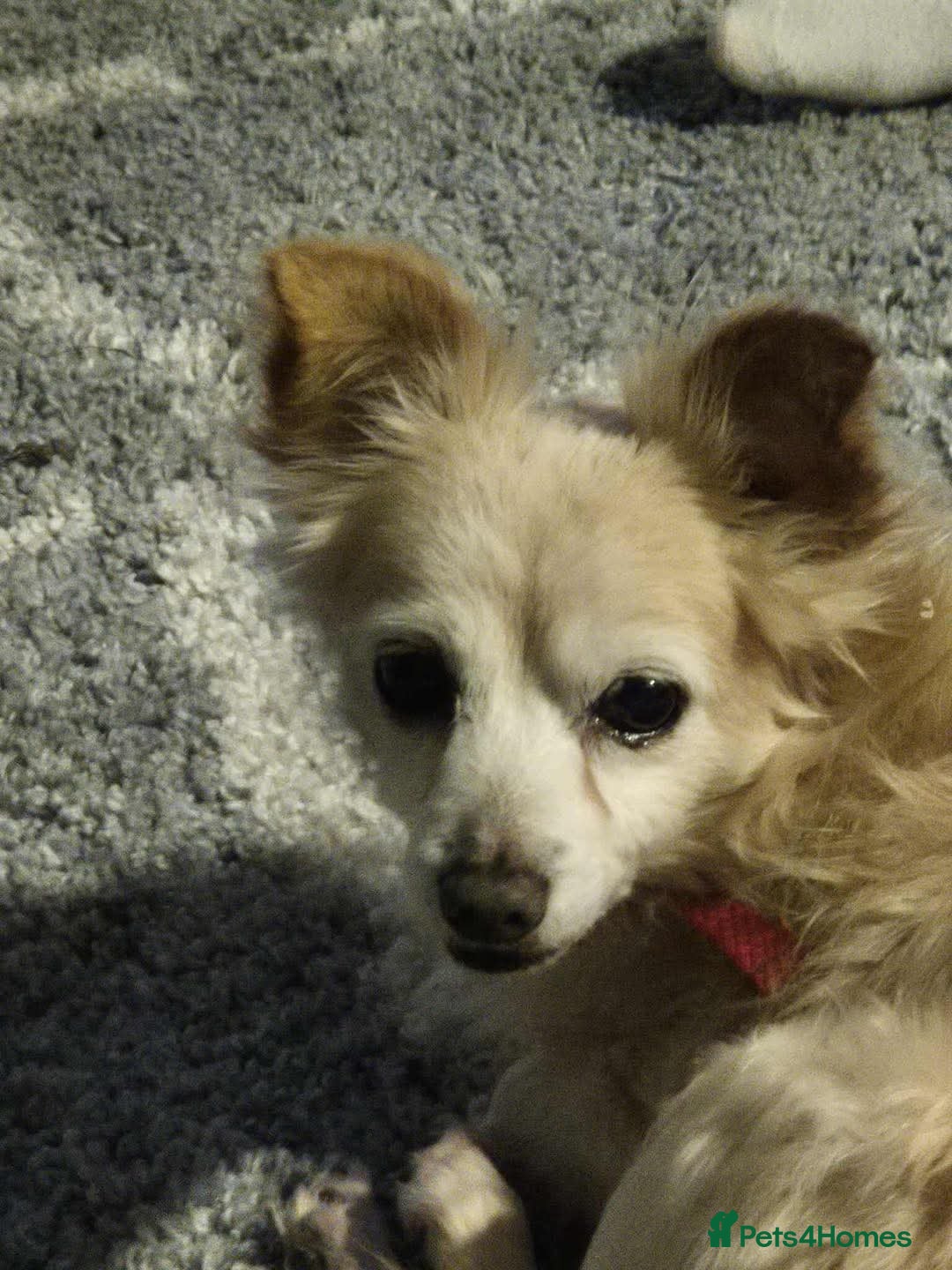 Chihuahua dogs for adoption: Meet Scamp - looking for his retirement home  - Advert 2