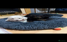 Cockapoo dogs for sale: Beutifull cockapoos  - Image 1