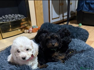 Cockapoo dogs for sale - Advert 1