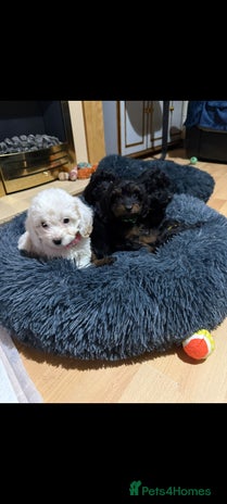 Cockapoo dogs - Advert 1