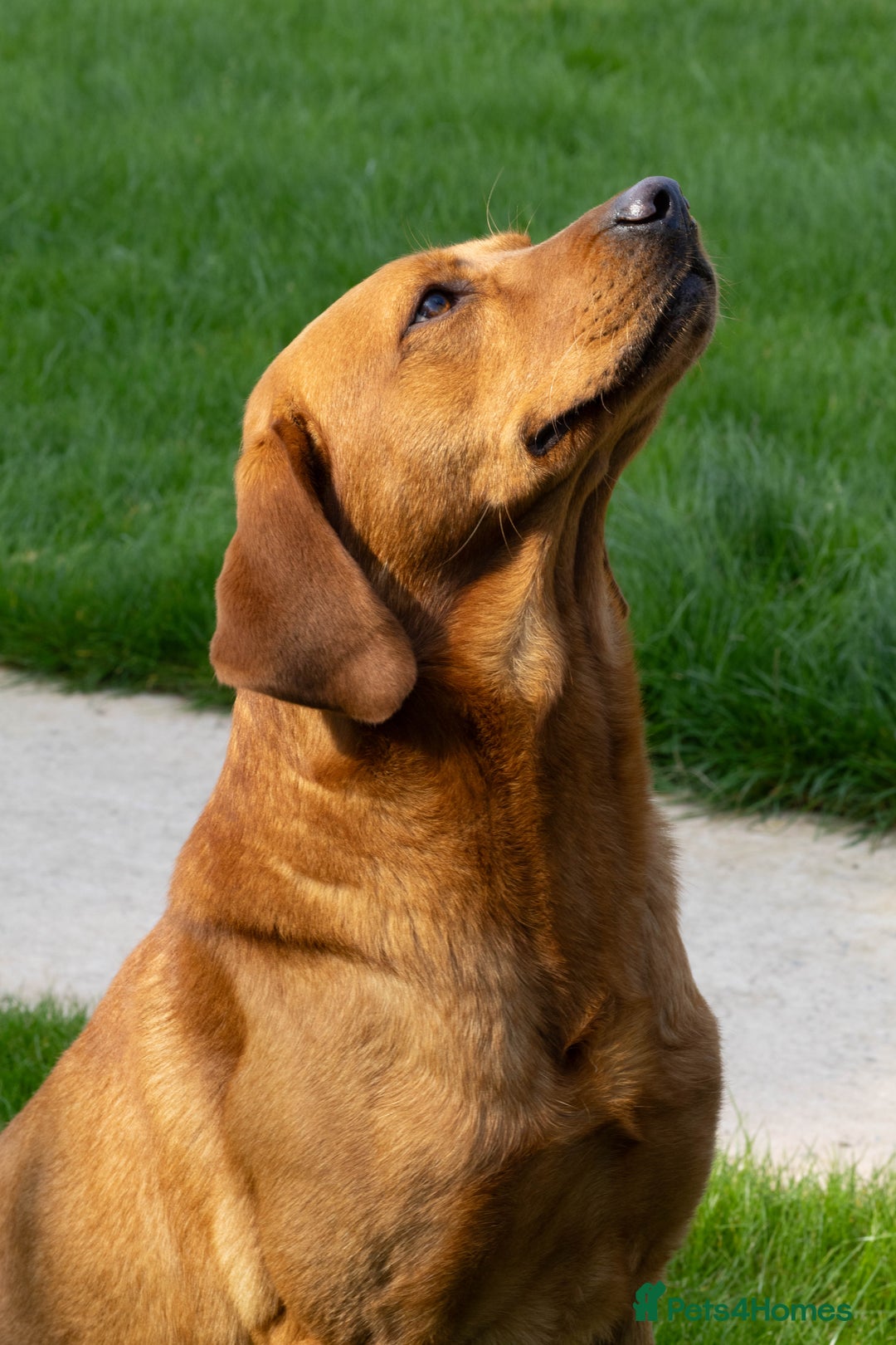 Labrador Retriever dogs for stud: Fox Red Labrador- For Stud in Uttoxeter - Image 8
