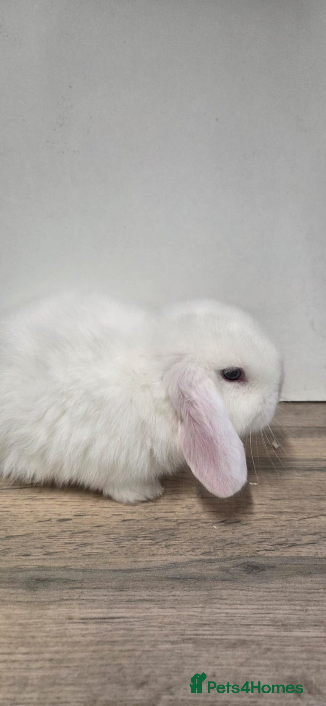 Mini Lop rabbits for sale: ❤️Purebread mini lops for sale❤️ - Advert 6