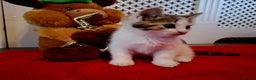 Mixed Breed cats for sale: Boy kitten - Advert 2
