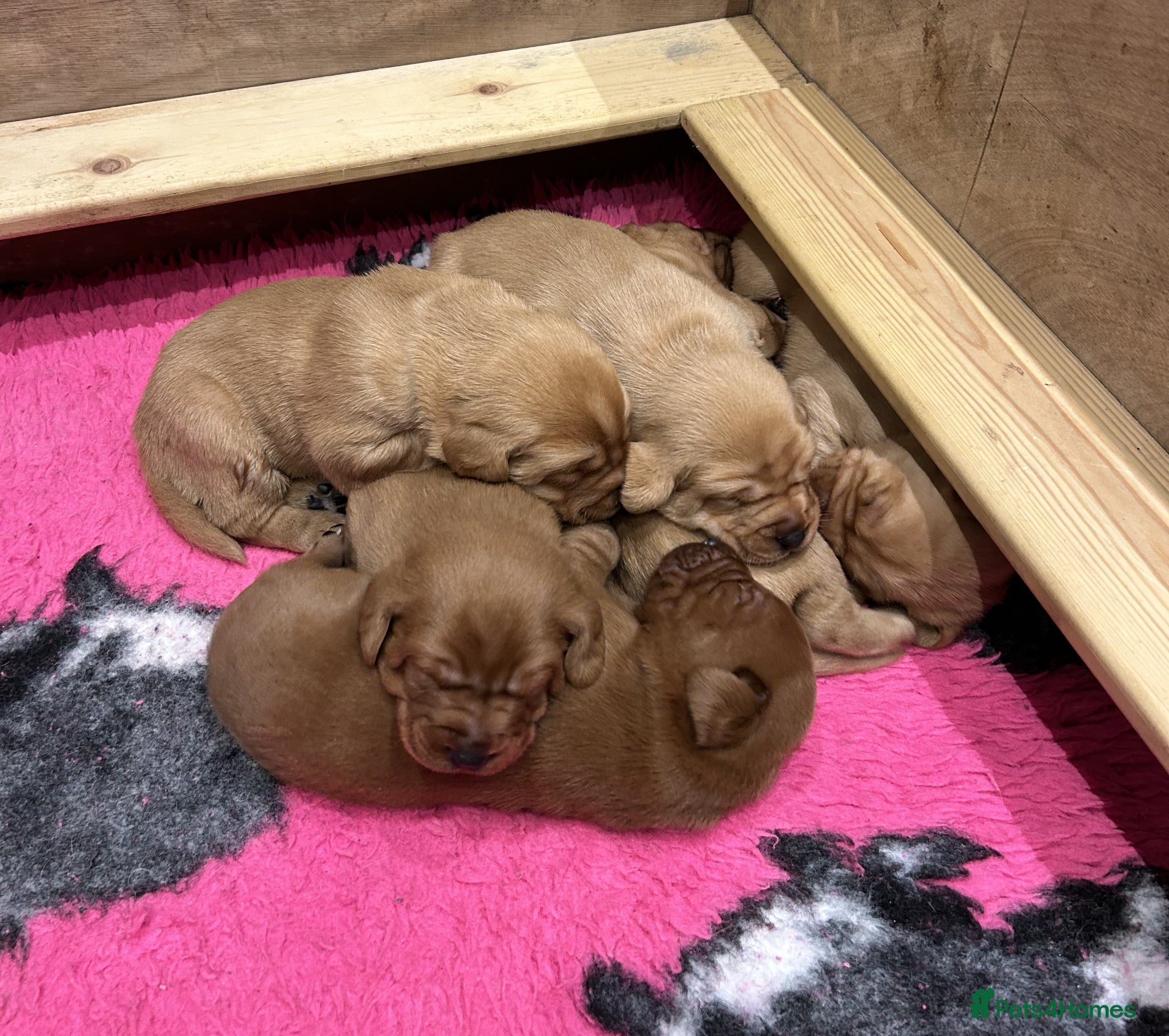 Labrador Retriever dogs Beautiful KC Fox Red Labrador puppies for sale  - Advert 1