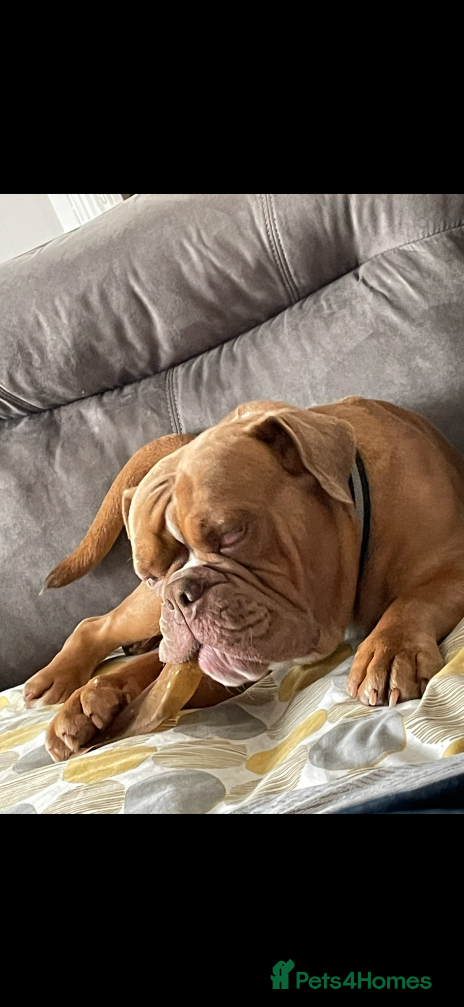 Old Tyme Bulldog dogs for sale: Old Tyme Bulldog  Looking for a Loving New Home - Advert 2