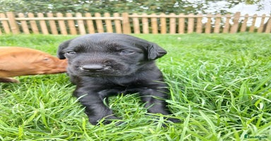 Labrador Retriever dogs - Advert 1