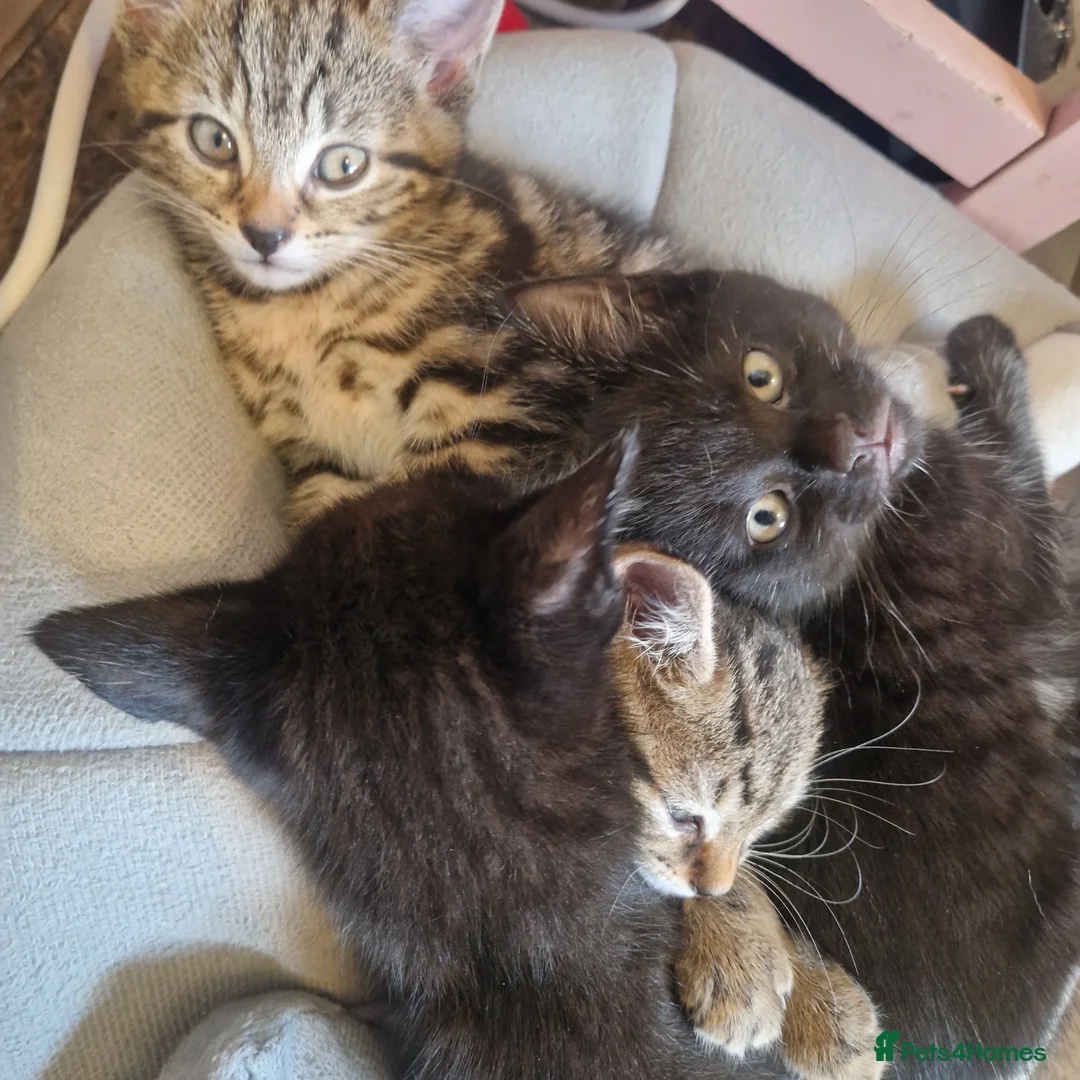 Mixed Breed cats for adoption: 3 kittens  - Advert 1