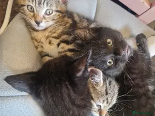 Mixed Breed cats 3 kittens - Advert 1