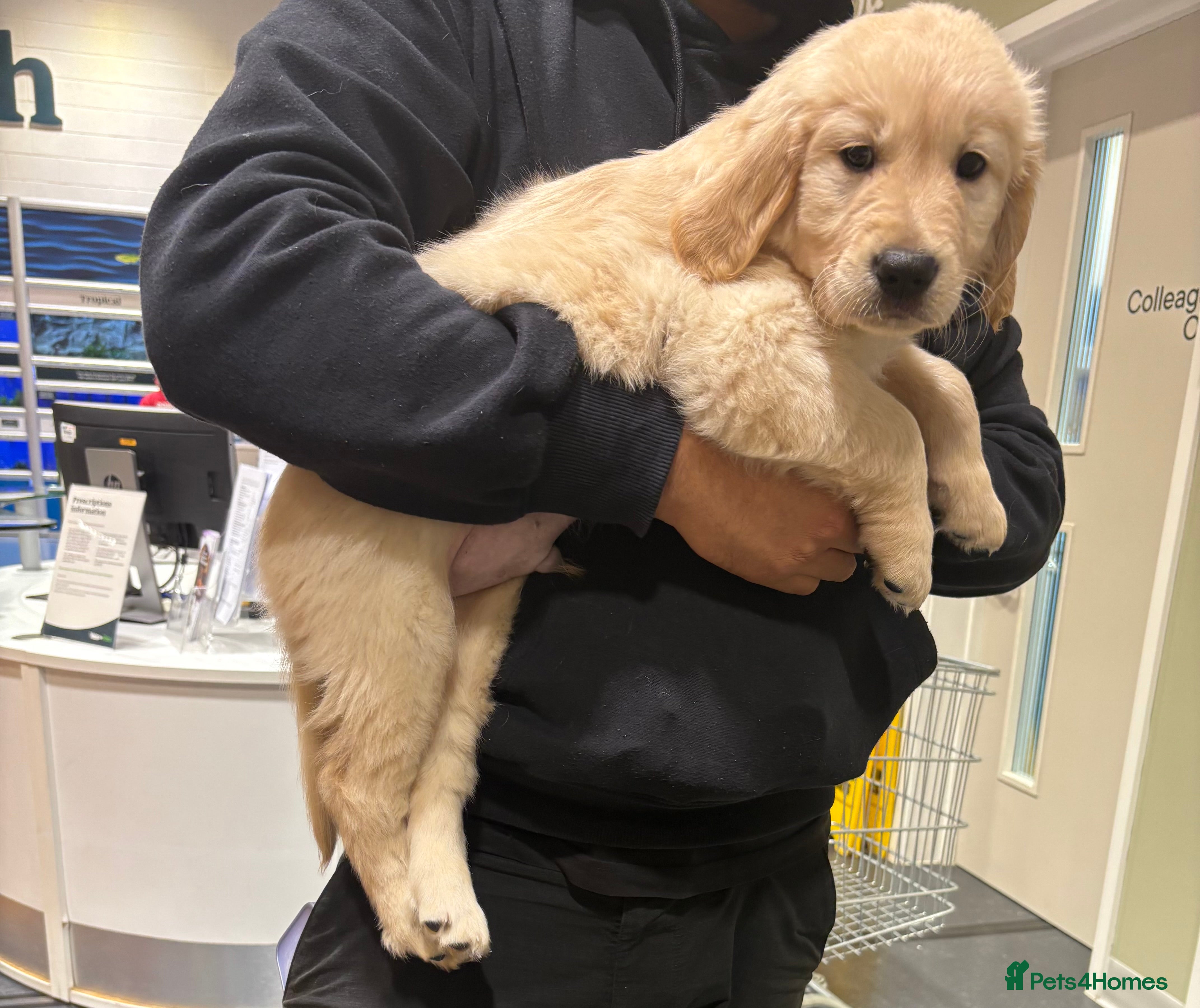 Golden Retriever dogs 🔥Last KC Registered Golden Retriever Boy!🔥 - Advert 6