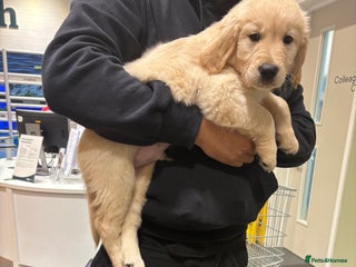 Golden Retriever dogs 🔥Last KC Registered Golden Retriever Boy!🔥 - Advert 4